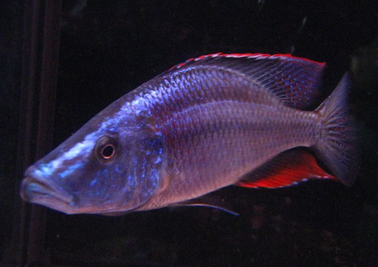 Dimidiochromis httpswwwcichlidscomuploadstxusercichlidsu