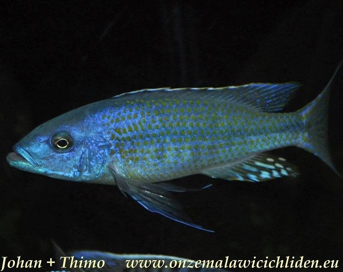 Dimidiochromis kiwinge Onze Malawicichliden