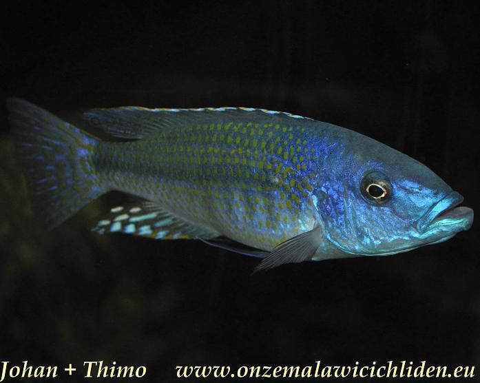 Dimidiochromis kiwinge wwwonzemalawicichlideneuFoto39s20vissendata