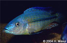 Dimidiochromis kiwinge Cichlid Profiles