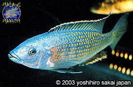 Dimidiochromis kiwinge Dimidiochromis kiwinge Malawi Mayhem Species Profiles