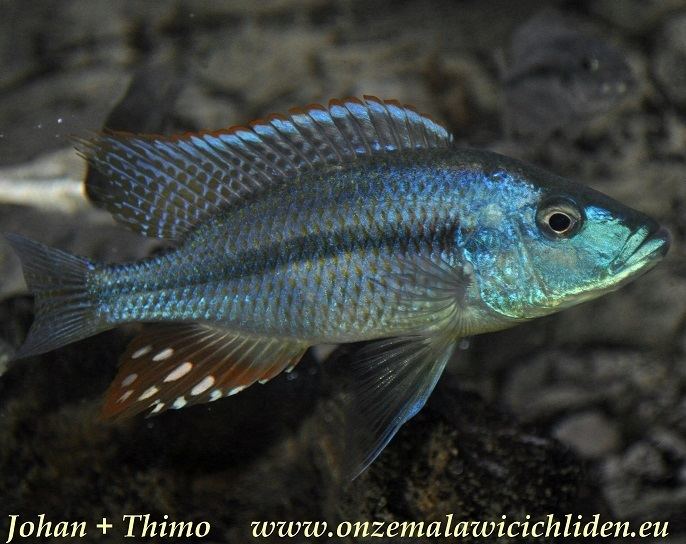 Dimidiochromis strigatus Onze Malawicichliden