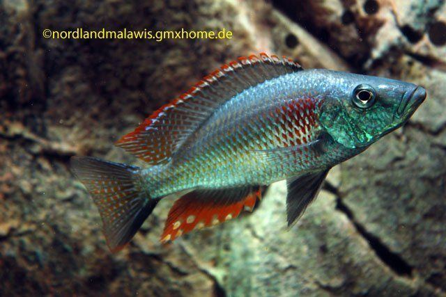 Dimidiochromis strigatus Dimidiochromis strigatus cichlid fish Pinterest Search