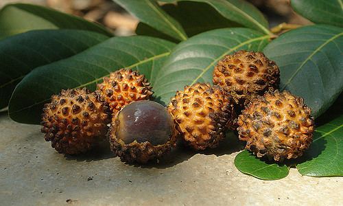 Dimocarpus Dimocarpus longan ssp malesianus var malesianus cv 39Kak Flickr