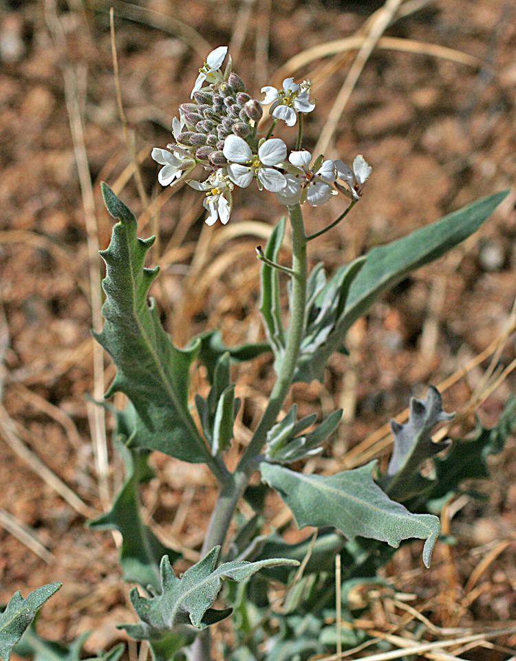 Dimorphocarpa wislizeni Vascular Plants of the Gila Wilderness Dimorphocarpa wislizeni
