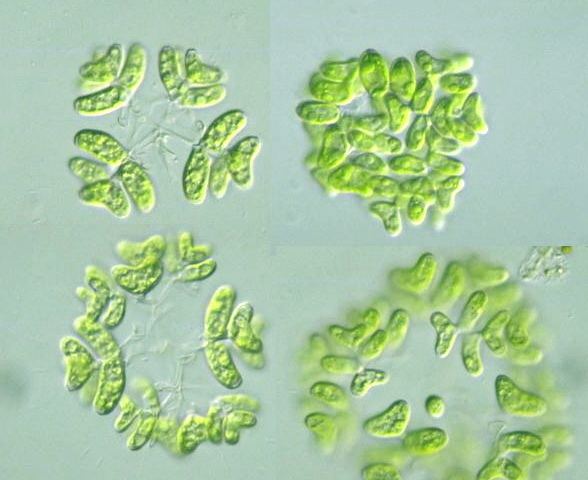 Dimorphococcus protistihoseiacjpPDBImagesChlorophytaDimor