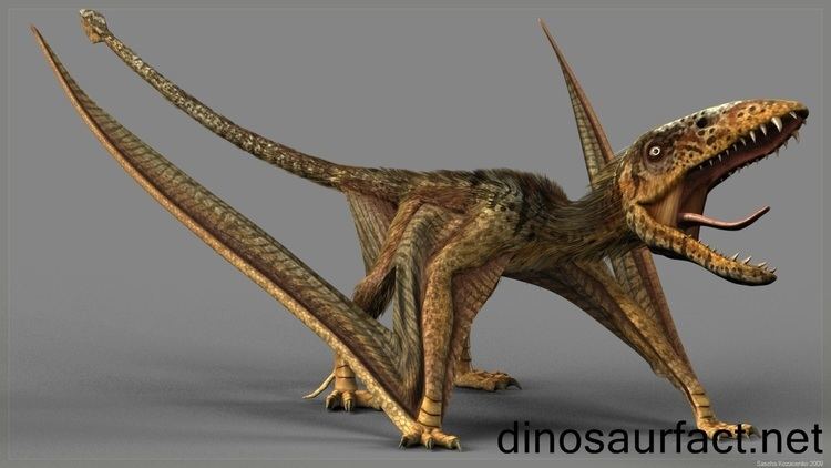 Dimorphodon Dimorphodon dinosaur