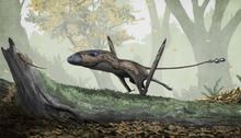 Dimorphodon httpsuploadwikimediaorgwikipediacommonsthu