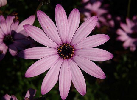 Dimorphotheca Dimorphotheca How to Grow African Daisy Cape Marigold