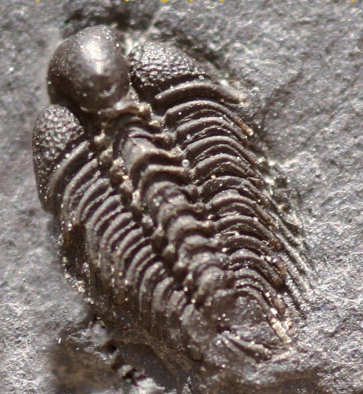 Dindymene (genus)