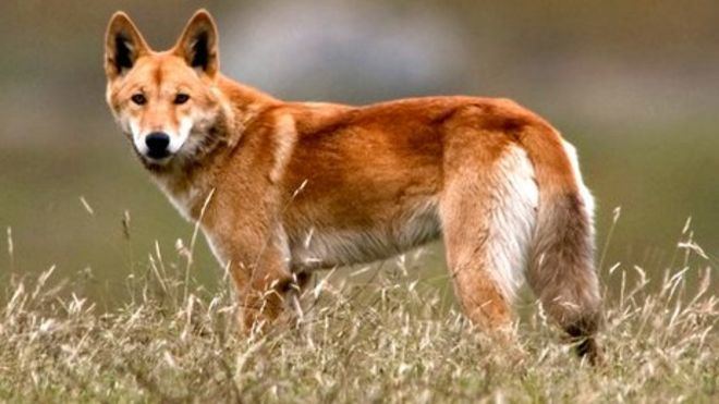 Dingo Dingoes How dangerous are they BBC News