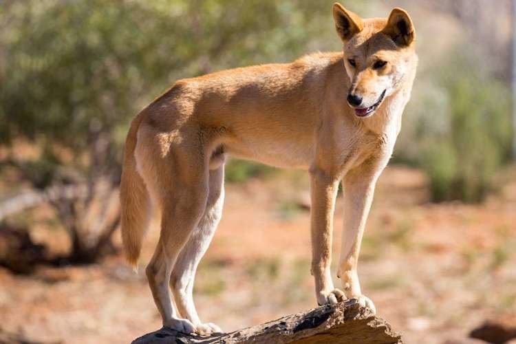 Dingo Dingo Habitat Diet amp Reproduction Reptile Park