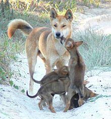 Dingo Alchetron The Free Social Encyclopedia