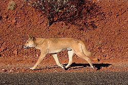 Dingo (taxon) httpsuploadwikimediaorgwikipediacommonsthu