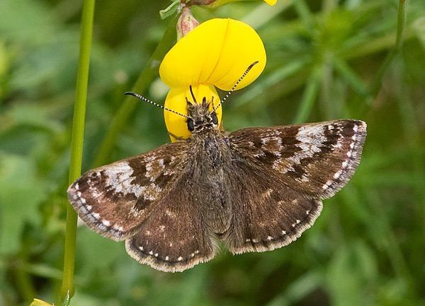 Dingy skipper Glasgow amp SW Scotland Butterflies Conservation of the Dingy