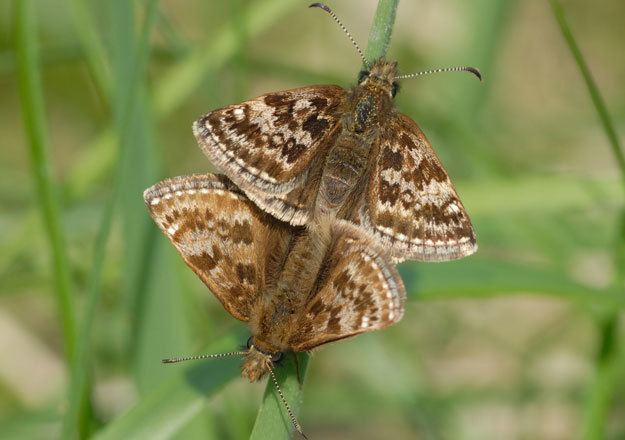 Dingy skipper Butterfly Conservation Dingy Skipper