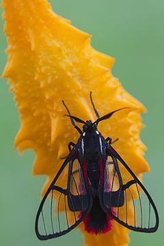 Dinia (moth) httpsuploadwikimediaorgwikipediacommonsthu