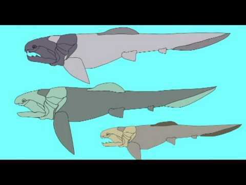 Dinichthys PL1 PLACODERMS DINICHTHYS YouTube