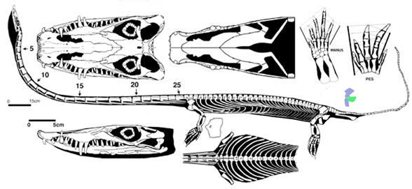Dinocephalosaurus dinocephalosaurusjpg
