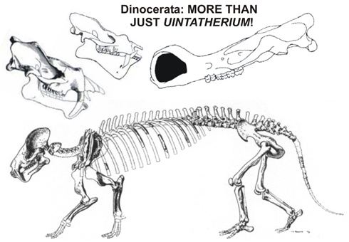 Dinocerata What did a dinoceratan do Tetrapod Zoology