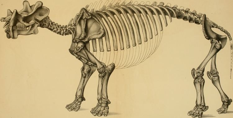 Dinocerata FileDinocerata a monograph of an extinct order of gigantic
