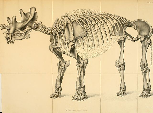 Dinocerata FileDinocerata a monograph of an extinct order of gigantic