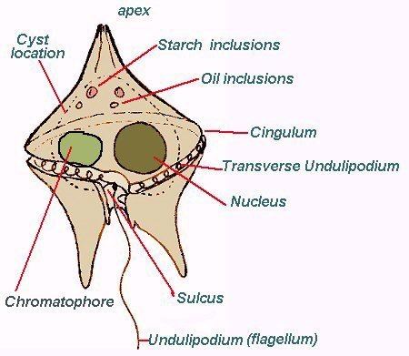 The common parts in all dinoflagellates
