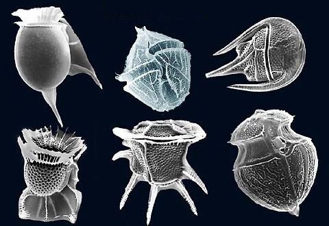 Electron microscope image of several dinoflagellate species. In some of the species, a groove can be seen running around the circumference of the organism