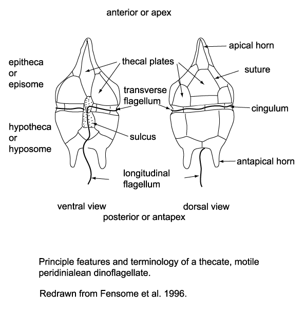 The anatomy of Dinoflagellate while showing the ventral and dorsal view