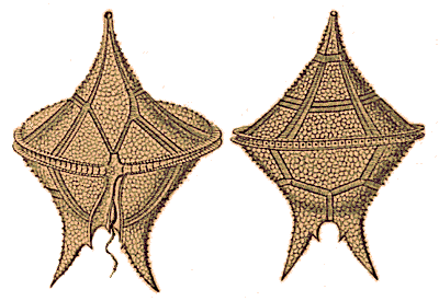 Two Dinoflagellate