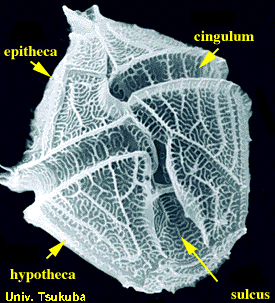 Scanning electron microscope image of dinoflagellate and its different parts