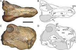 Dinogorgon Dinogorgon Wikipedia