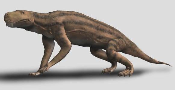 Dinogorgon FileDinogorgon BWjpg Wikimedia Commons