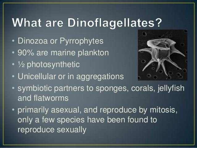 Dinophyceae Lec5 Dinophyceae