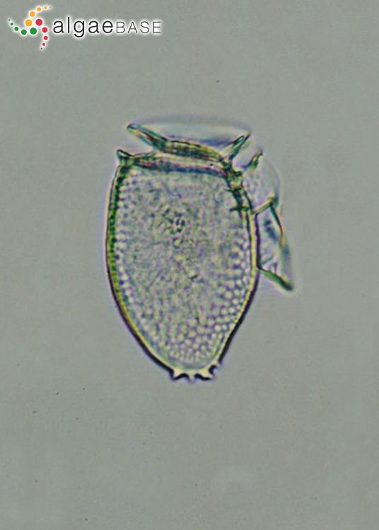 Dinophysis acuminata Dinophysis acuminata Claparde amp Lachmann Algaebase