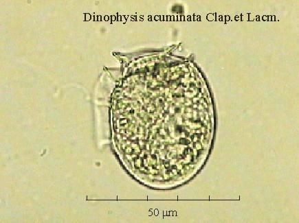 Dinophysis acuminata Dinophysis acuminata