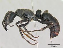 Dinoponera australis httpsuploadwikimediaorgwikipediacommonsthu