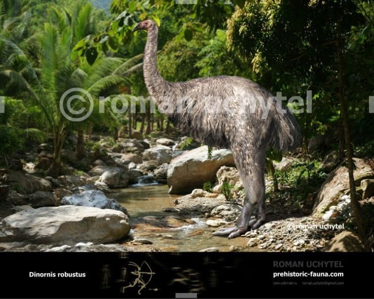 Dinornis Dinornisrobustus738x591jpg