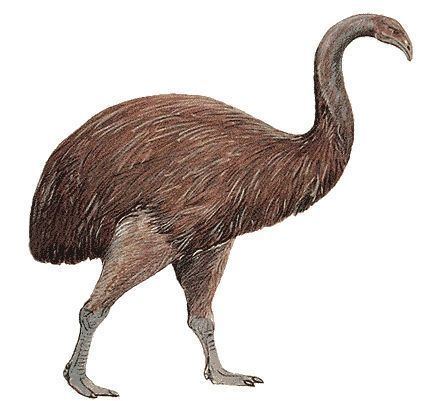 Dinornis 1000 images about BIRDS ext Moa Dinornis novaezelandiae Owen