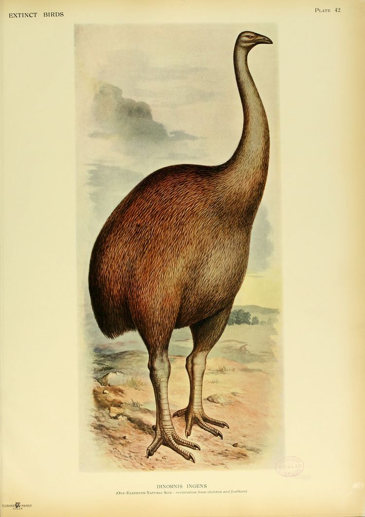 Dinornis httpsuploadwikimediaorgwikipediacommons66