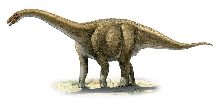 A Rapetosaurus walking, has a short and slender tail, a very long neck, and a huge, brown elephant-like body, with a long, narrow snout and nostrils on the top of its skull.