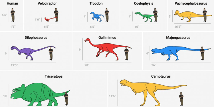 Dinosaur size Dinosaur size comparison chart Business Insider