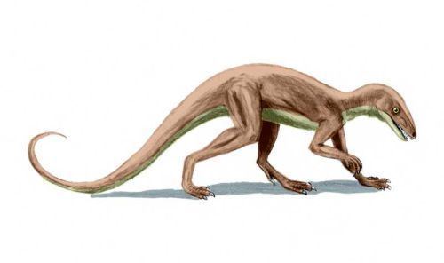 Dinosauriformes palaeoscomvertebratesdinosauriaimagesLagosuch