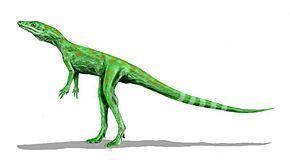 Dinosauromorpha httpsuploadwikimediaorgwikipediacommonsthu