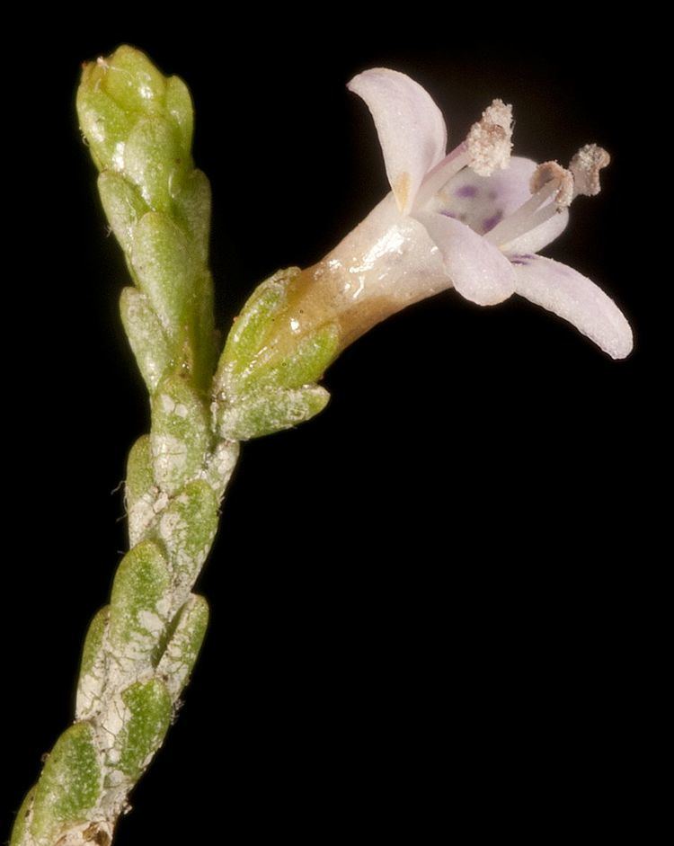 Diocirea microphylla