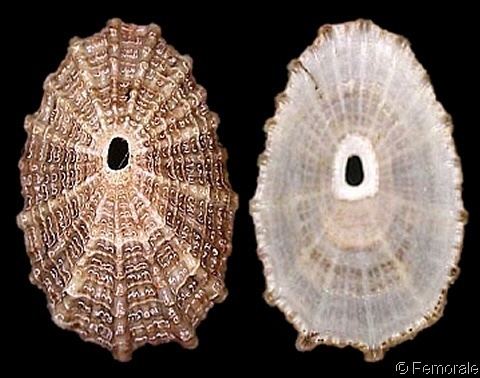 Diodora Diodoragraeca4jpg