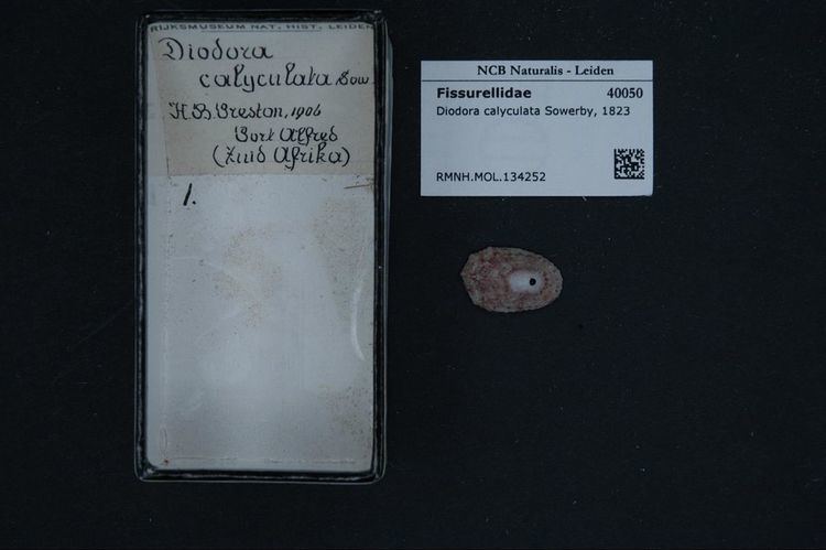 Diodora calyculata