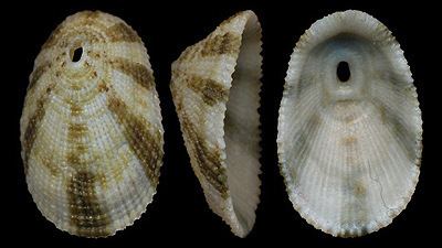 Diodora Fissurellidae pictures