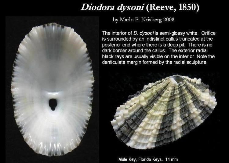 Diodora dysoni Diodora dysoni Reeve 1850 Let39s Talk Seashells