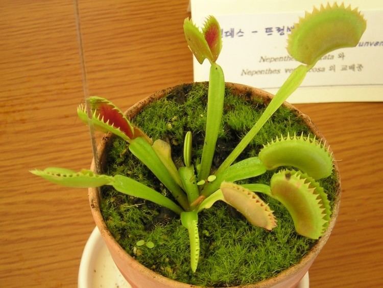 Dionaea muscipula 'Sawtooth'